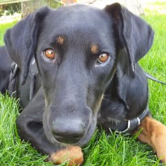 Dobermann
